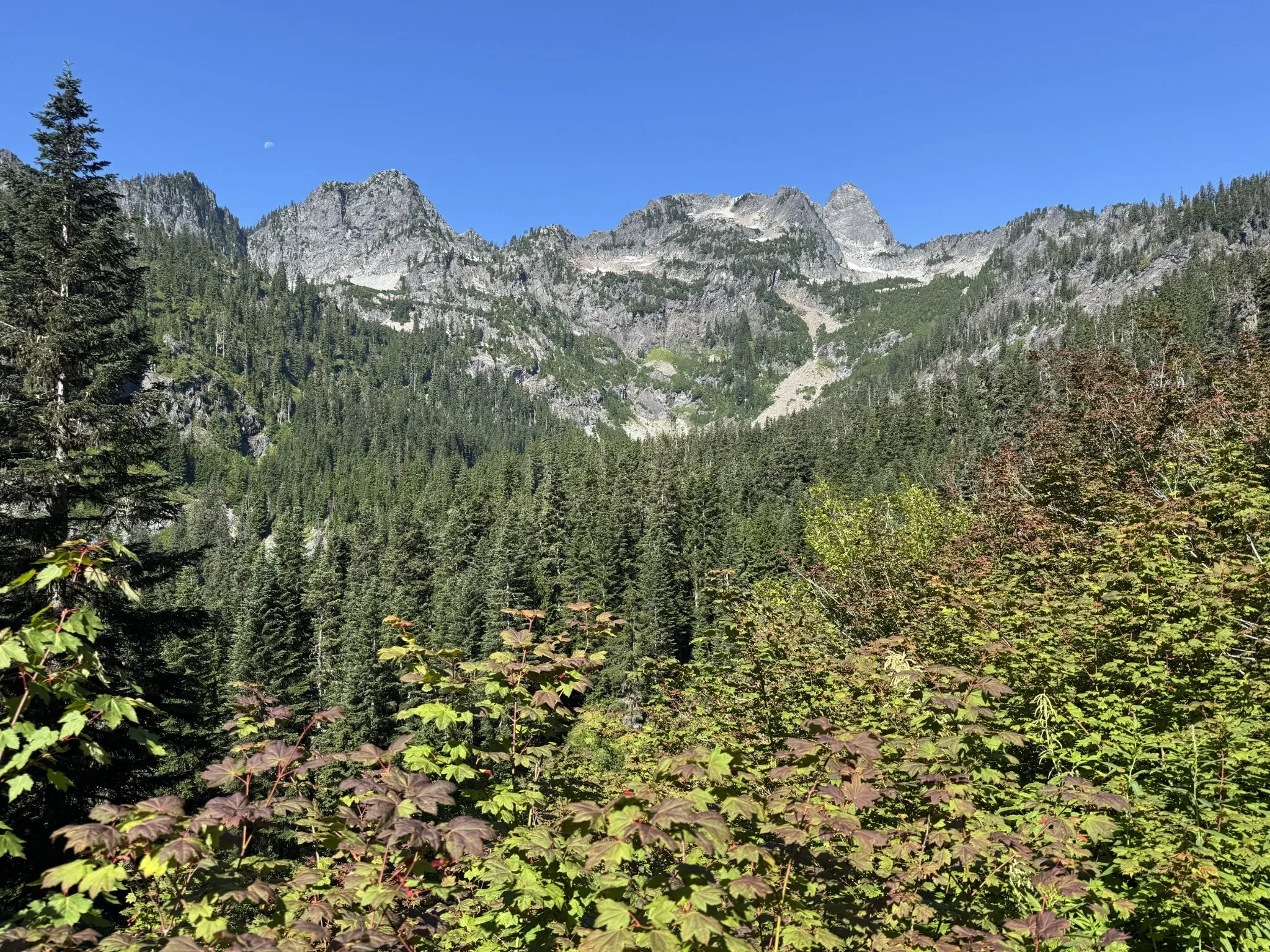 A view of the Pacific Northwest vegetation and mountainous scenery.