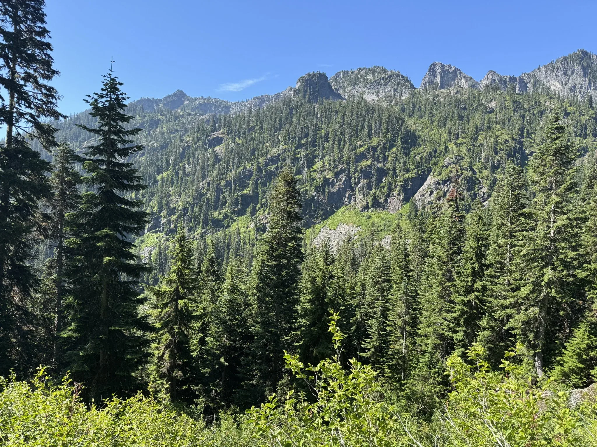 A view of evergreen trees and a rocky mountainous ridge.